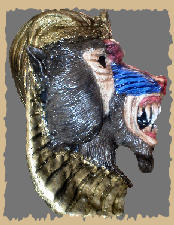 Temple Baboon