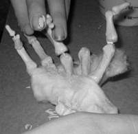 Corpsilate Tutorial Image 7