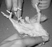 Corpsilate Tutorial Image 8