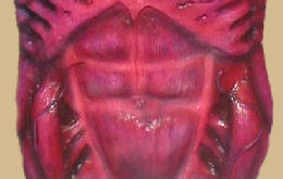 Skinless Body Torso