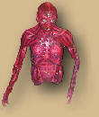 Skinless Body