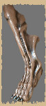 Werewolf Stilt